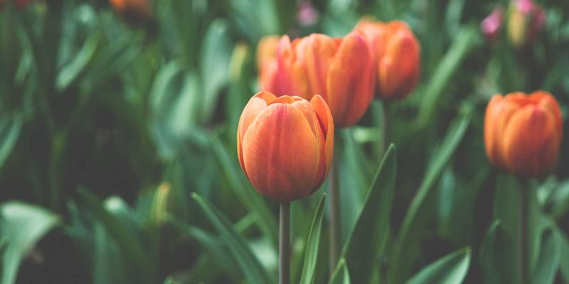 重载齿轮的“钢铁脊梁”：深度解析极压抗磨添加剂如何守护重型机械命脉